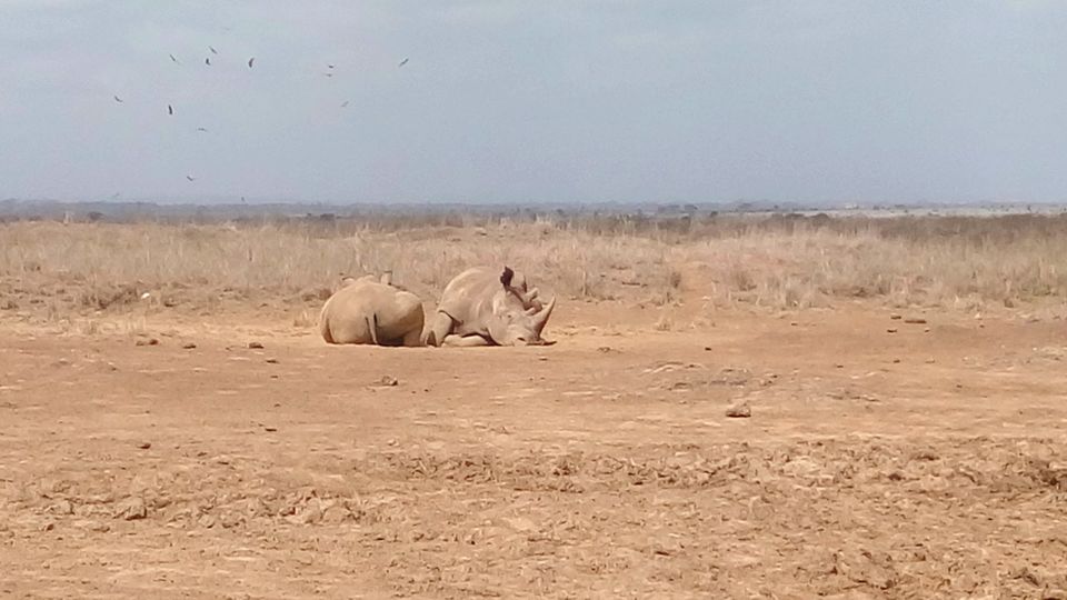 Photo of Discover the wild amidst the city at Nairobi National Park #photosabroad by Sumi