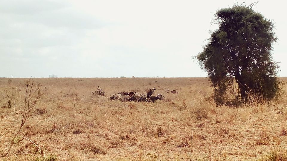Photo of Discover the wild amidst the city at Nairobi National Park #photosabroad by Sumi