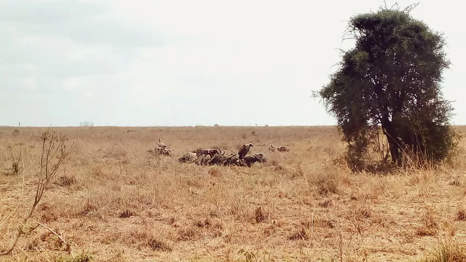 Photo of Discover the wild amidst the city at Nairobi National Park #photosabroad by Sumi