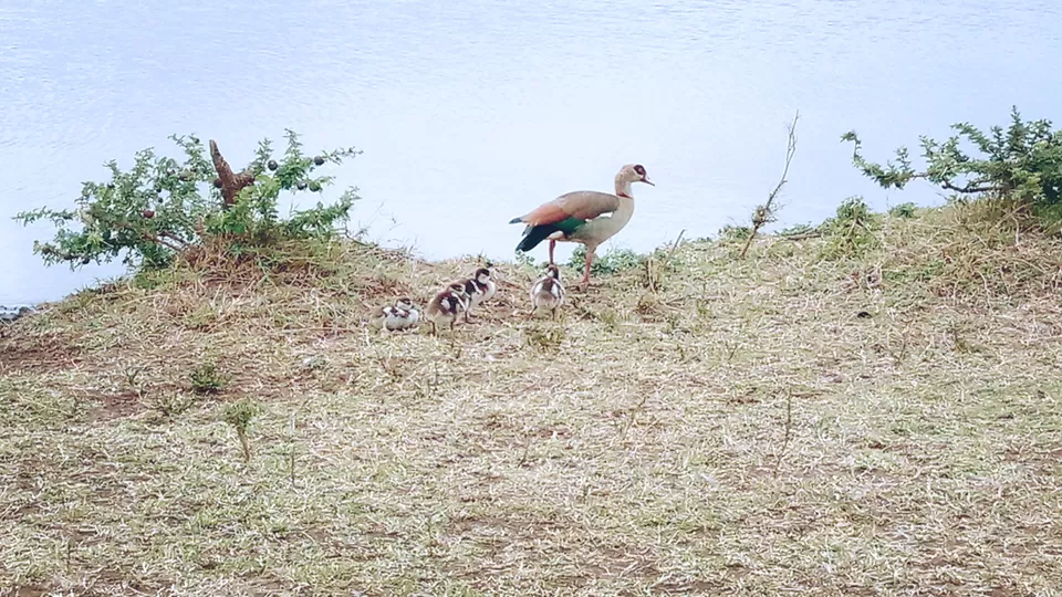 Photo of Discover the wild amidst the city at Nairobi National Park #photosabroad by Sumi
