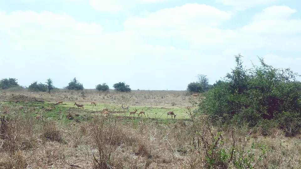 Photo of Discover the wild amidst the city at Nairobi National Park #photosabroad by Sumi