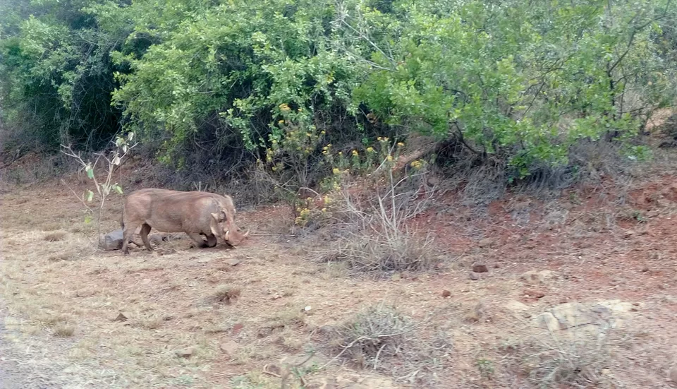 Photo of Discover the wild amidst the city at Nairobi National Park #photosabroad by Sumi