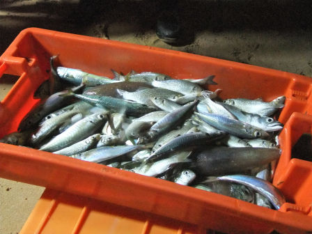 Photo of Fishing Responsibly in Portugal by Kimberley Gradek