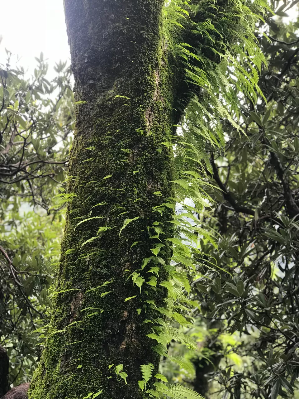 Photo of Himachal Pradesh by Shahid