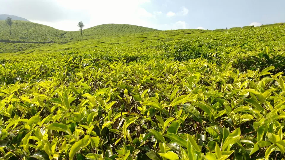 Photo of Munnar, Munnar, Kerala 685612, India by Shahid
