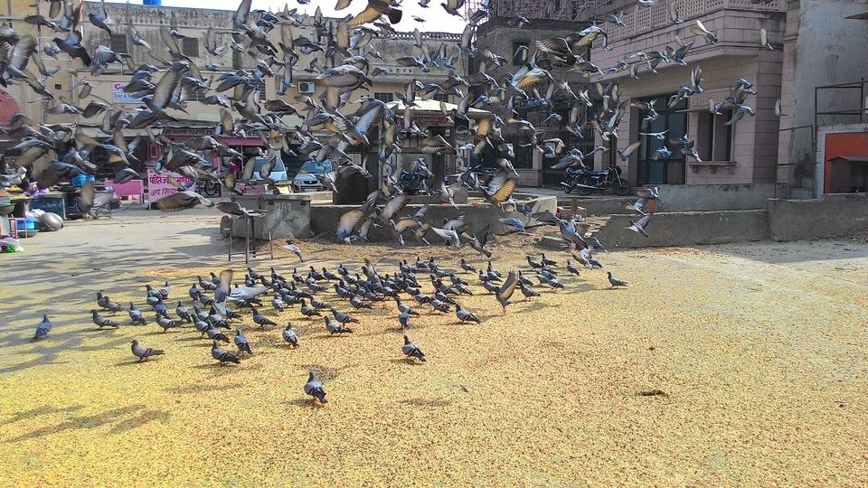 Photo of JaiPuriYa 3/11 by AnNi GuPta