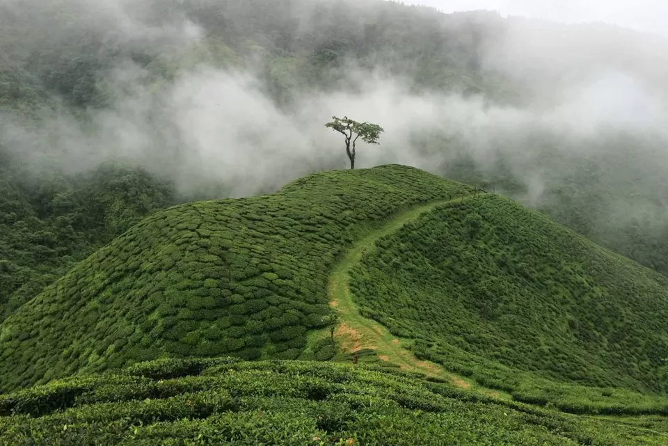 Photo of Darjeeling, West Bengal, India by Riya Dass