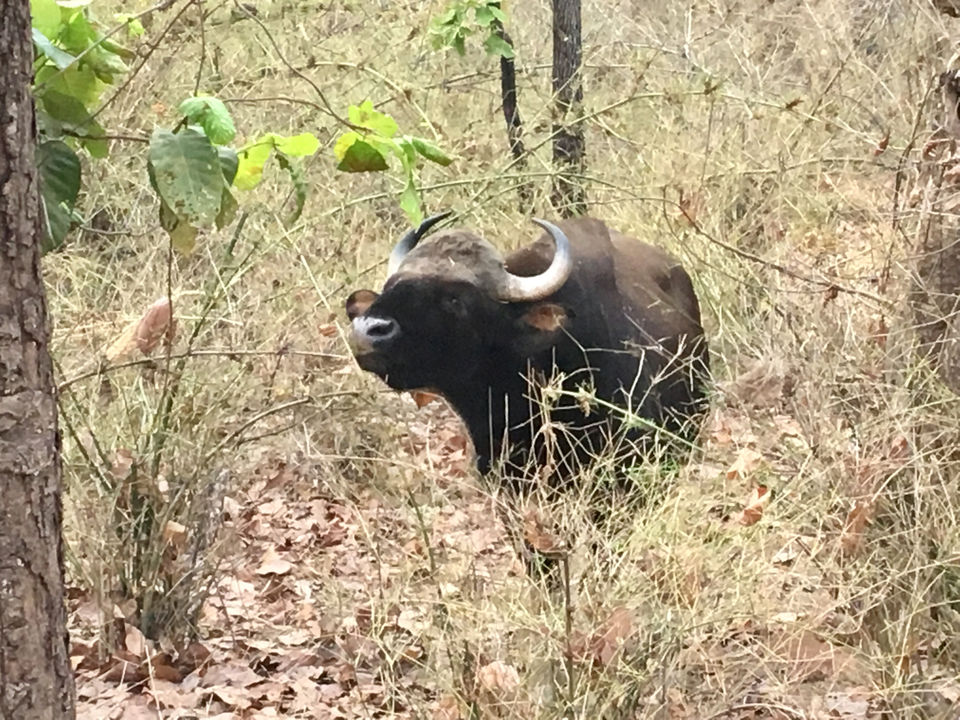 Photo of Vacation In Bandavgarh at Maati Jungle Lodge by Shrishty Patel