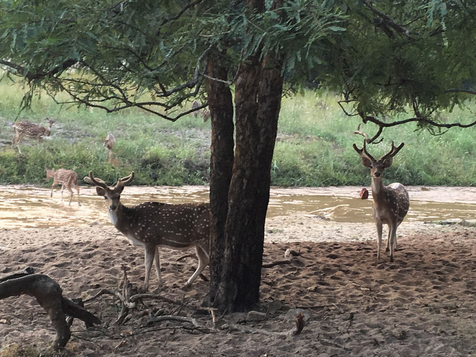 Photo of Vacation In Bandavgarh at Maati Jungle Lodge by Shrishty Patel