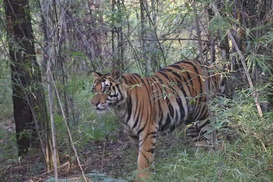 Photo of Vacation In Bandavgarh at Maati Jungle Lodge by Shrishty Patel