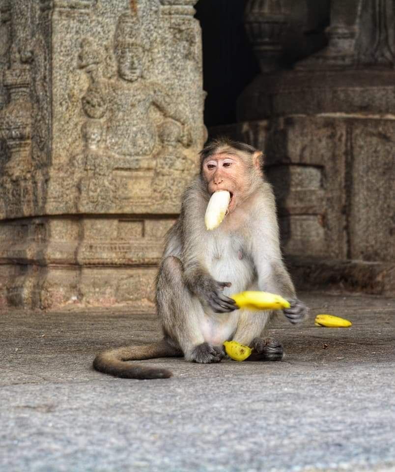 Photo of Explore India's different festivals while travelling....! by arti