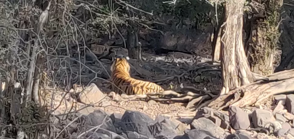 Photo of Ranthambore Tiger Reserve, Sawai Madhopur, Rajasthan, India by hugthebackpack