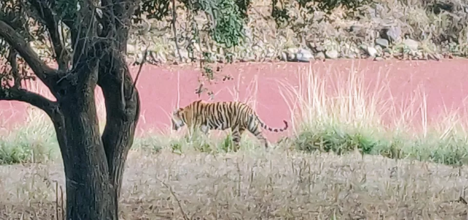 Photo of Ranthambore Tiger Reserve, Sawai Madhopur, Rajasthan, India by hugthebackpack