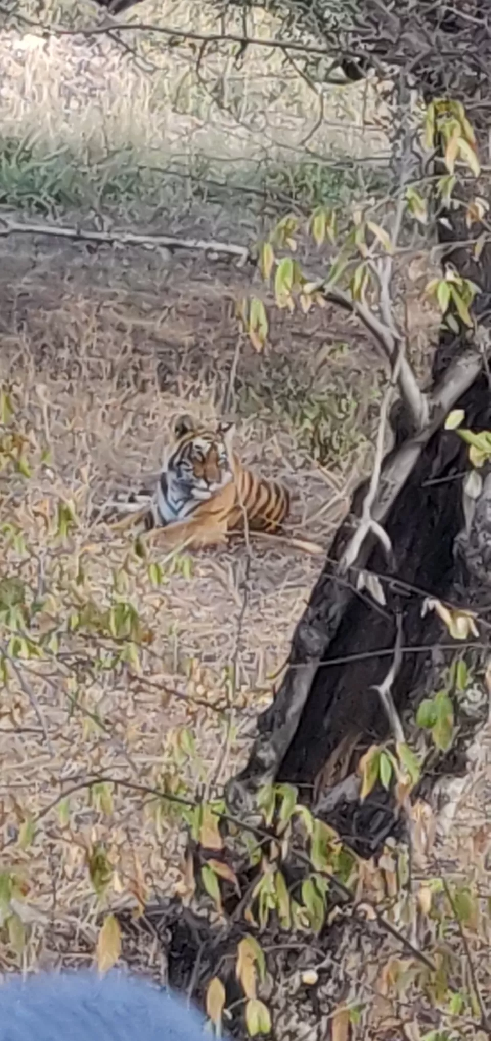 Photo of Ranthambore Tiger Reserve, Sawai Madhopur, Rajasthan, India by hugthebackpack
