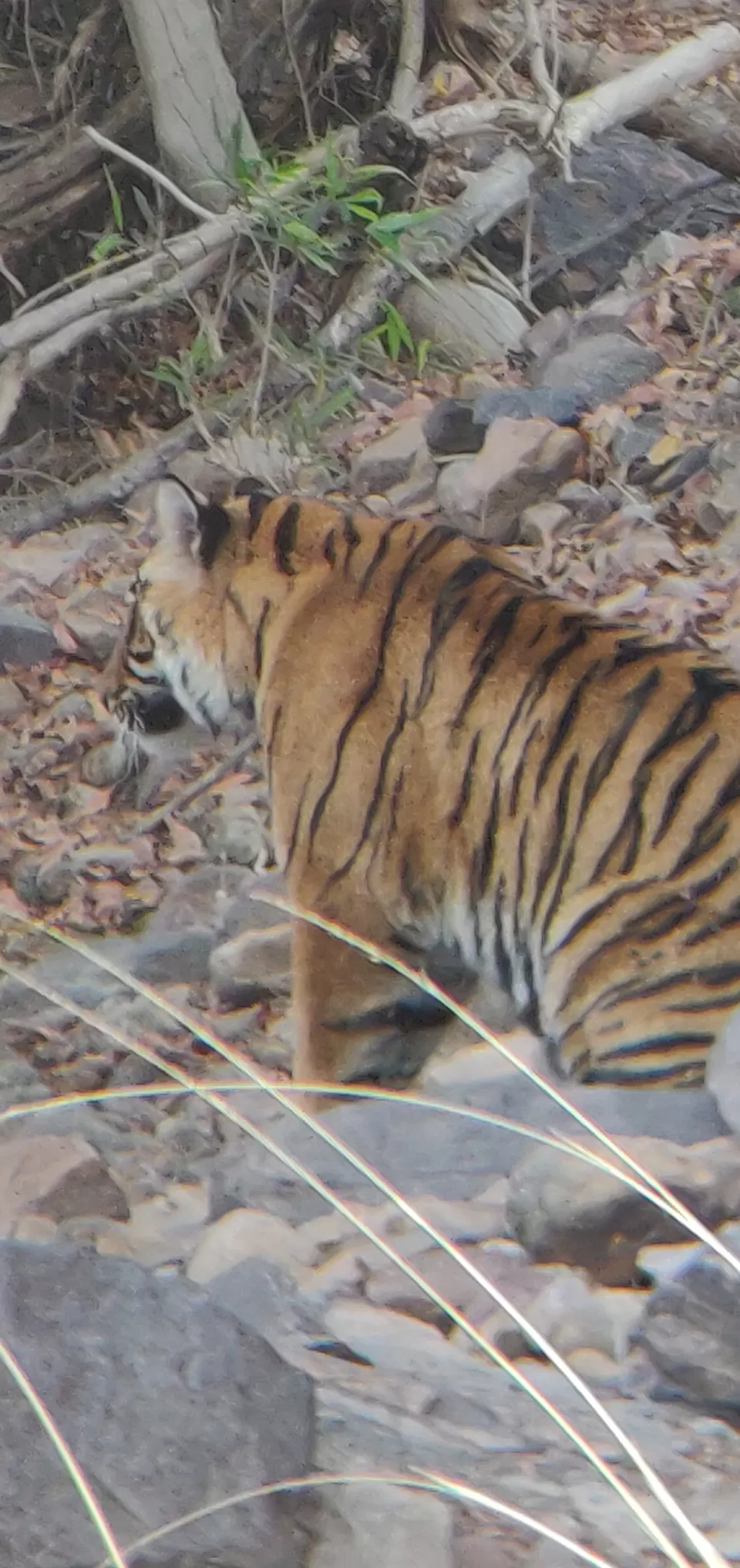 Photo of Ranthambore Tiger Reserve, Sawai Madhopur, Rajasthan, India by hugthebackpack