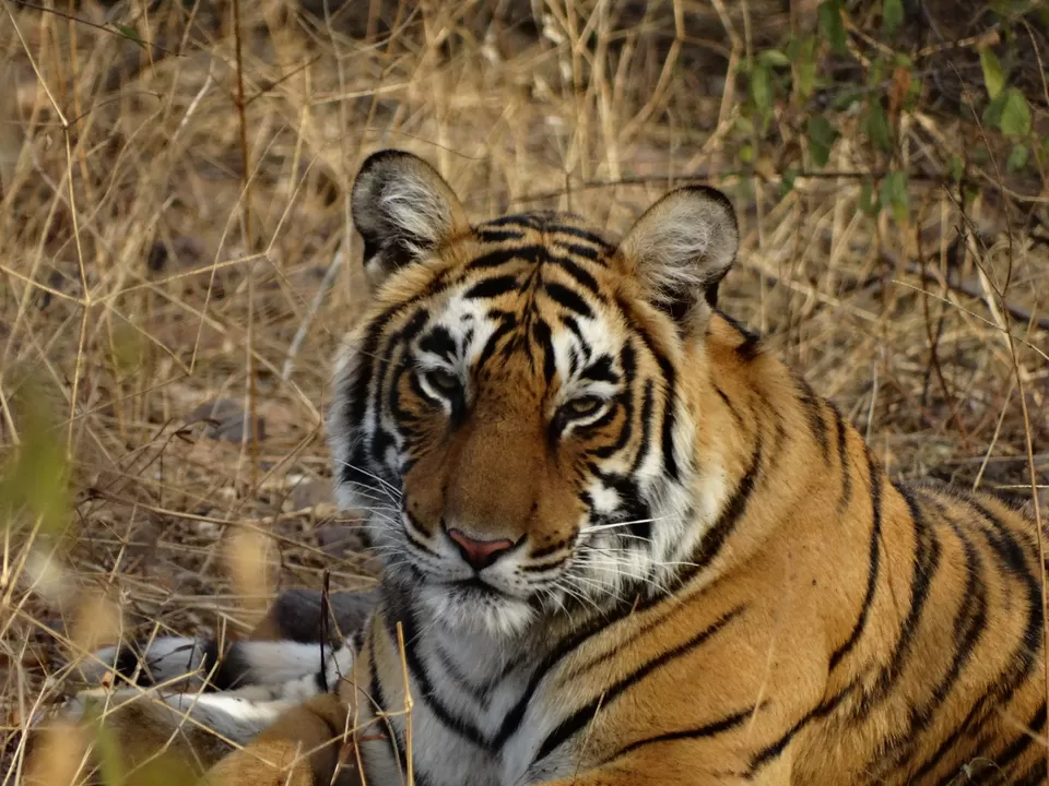 Photo of Ranthambore Tiger Reserve, Sawai Madhopur, Rajasthan, India by hugthebackpack
