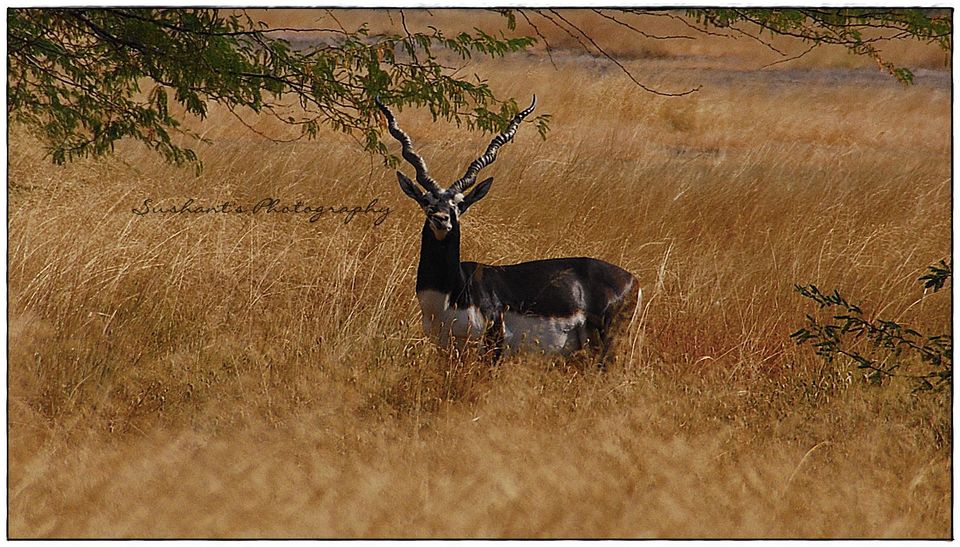 Photo of Blackbuck National Park, Velavadar, Gujarat, India by Sushant Panda