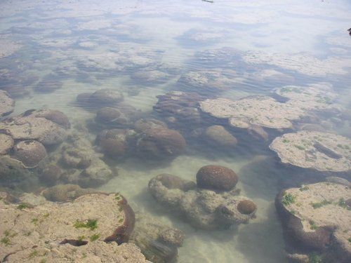 Photo of Pirotan Island, Pirotan, Gujarat, India by Sushant Panda