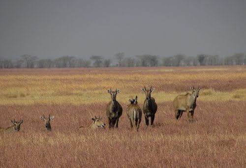 Photo of Blackbuck National Park, Velavadar, Gujarat, India by Sushant Panda