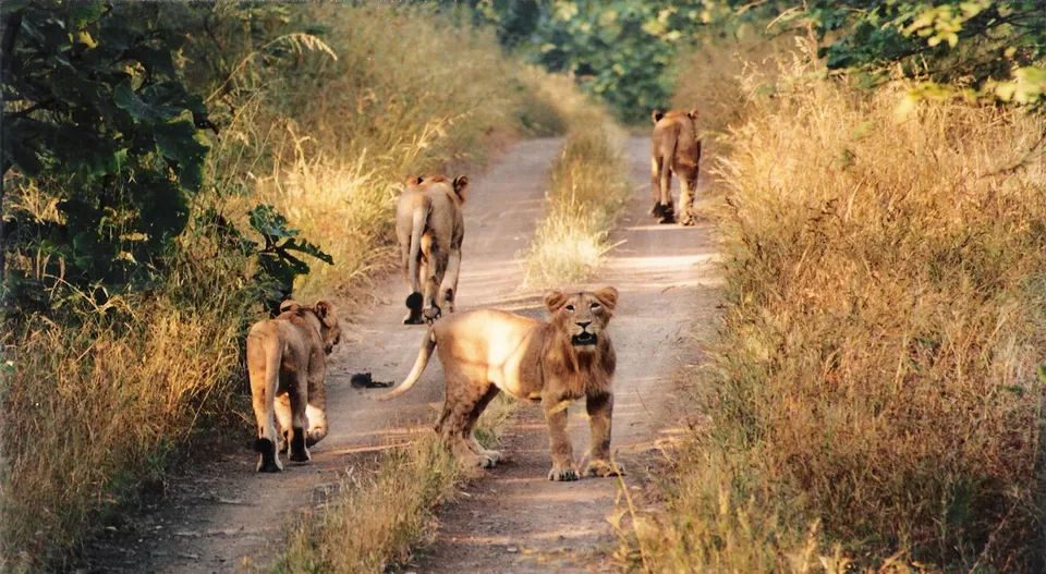 Photo of Gir National Park, Junagadh, Gujarat, India by Sushant Panda