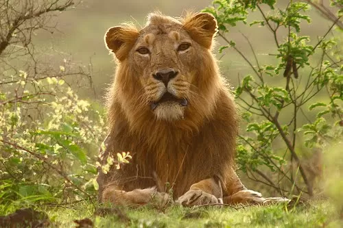 Photo of Gir National Park, Junagadh, Gujarat, India by Sushant Panda