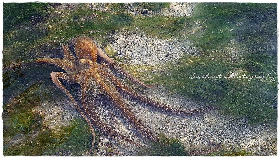 Photo of Pirotan Island, Pirotan, Gujarat, India by Sushant Panda