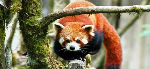 Photo of Jorethang, Sikkim, India by Sushant Panda