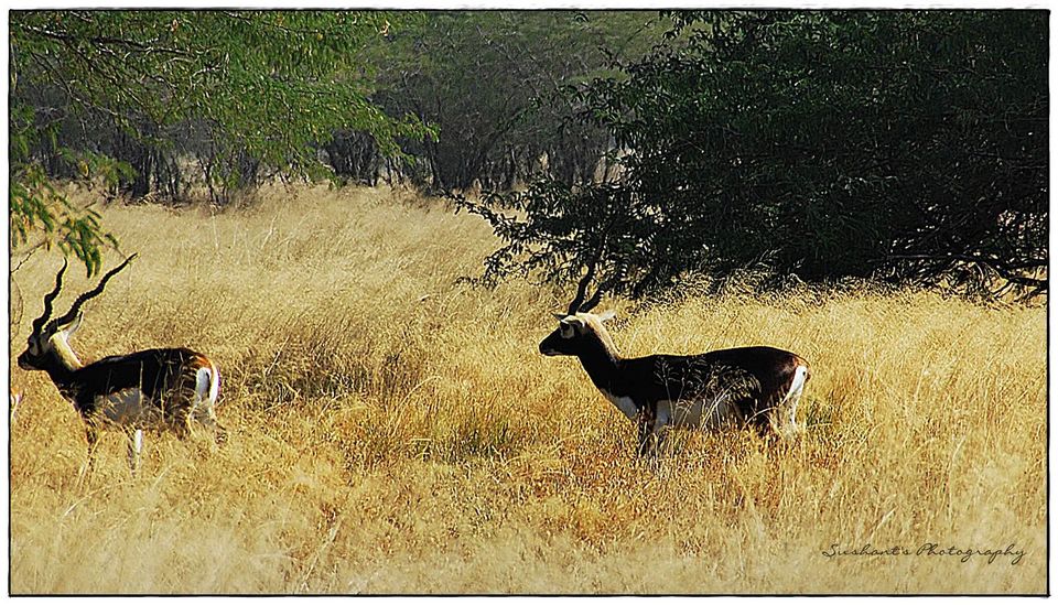 Photo of Weekend Getaways from Ahmedabad 8/31 by Sushant Panda