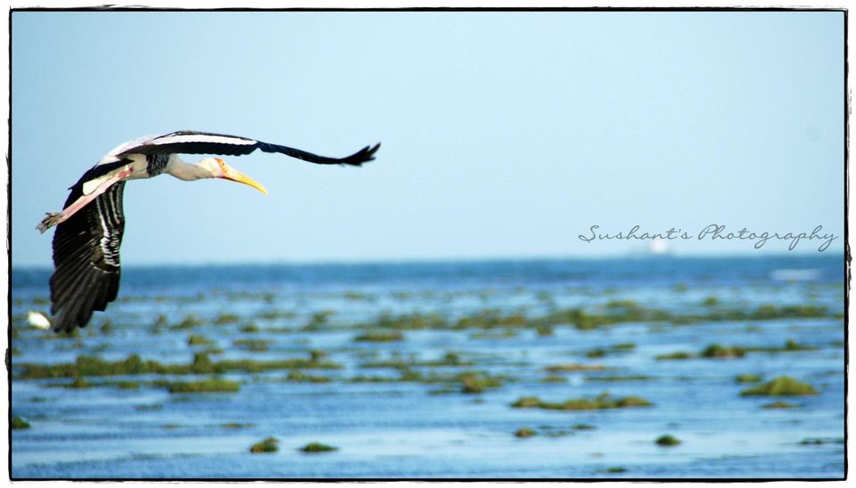 Photo of Weekend Getaways from Ahmedabad 11/31 by Sushant Panda
