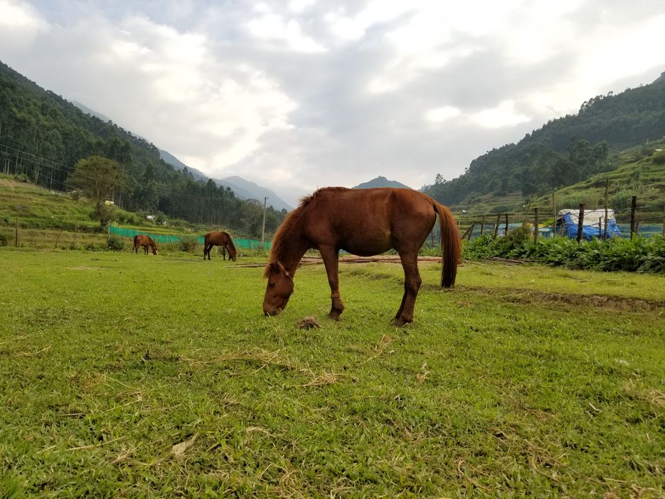 Photo of Vattavada in Munnar is perfect blend of wild and calm 3/15 by dce