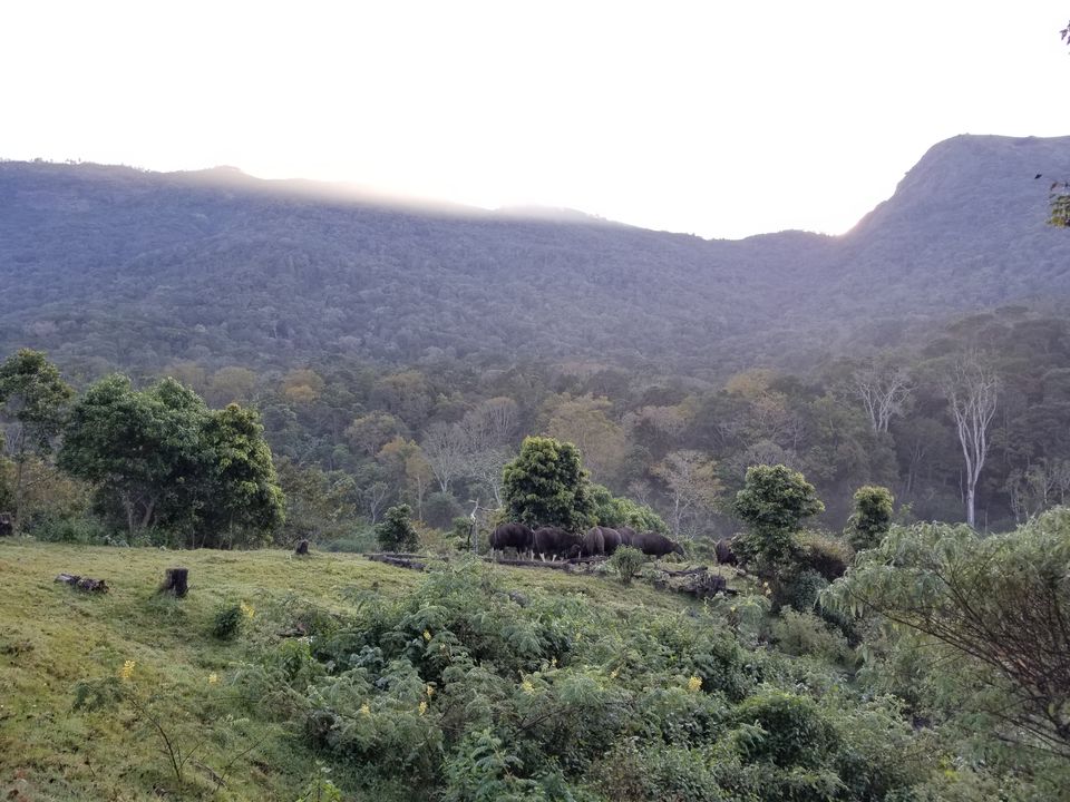 Photo of Vattavada in Munnar is perfect blend of wild and calm 8/15 by dce
