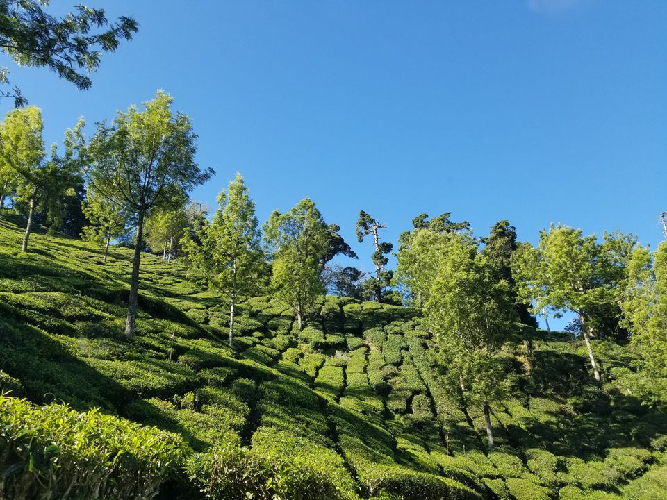 Photo of Vattavada in Munnar is perfect blend of wild and calm 15/15 by dce