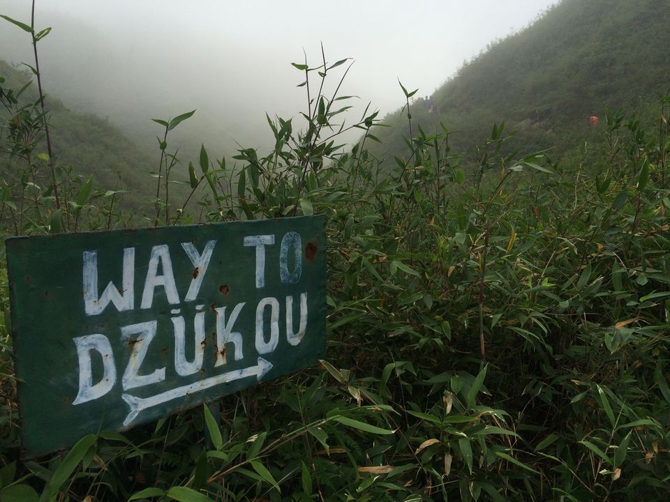 Photo of The Cold Valley of Dzukou 11/28 by Kirti Dhanuka