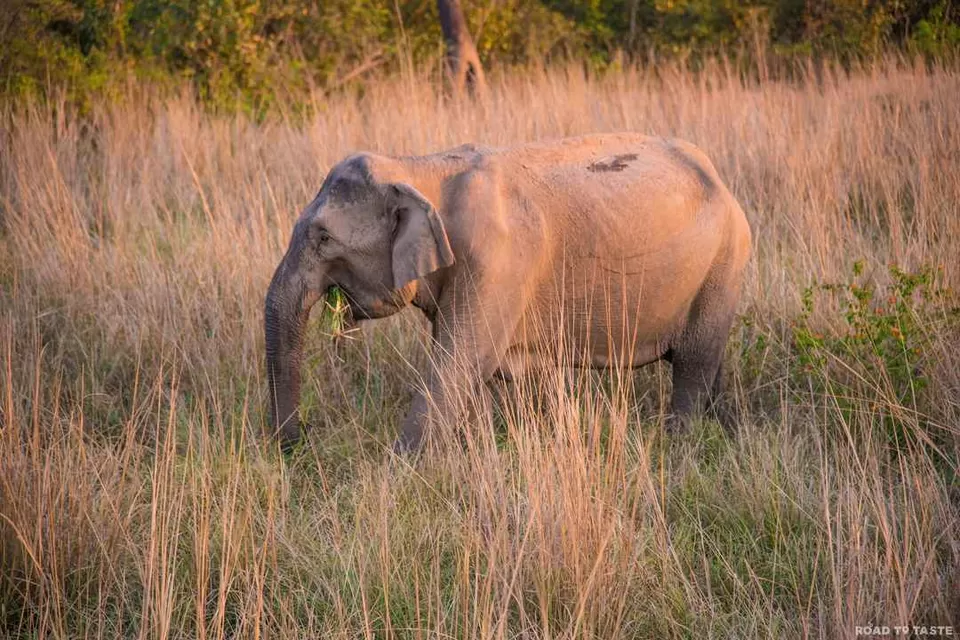 Photo of Jim Corbett National Park, Ramnagar, Uttarakhand, India by Road to Taste
