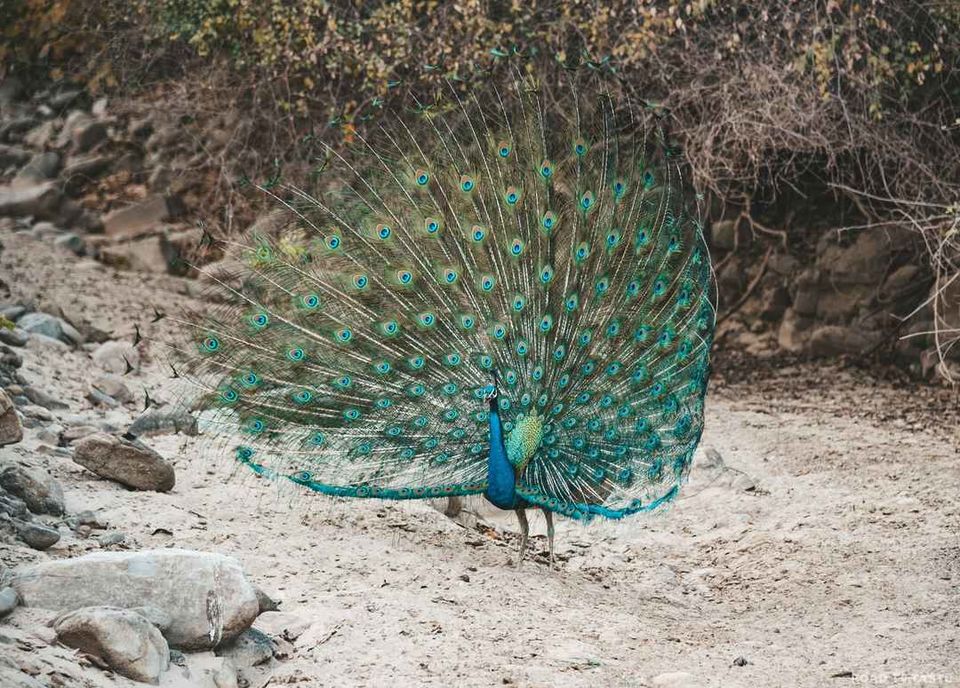 Photo of Planning a Trip to Jim Corbett? This Extensive Guide Is the Only Thing You'll Need! by Road to Taste