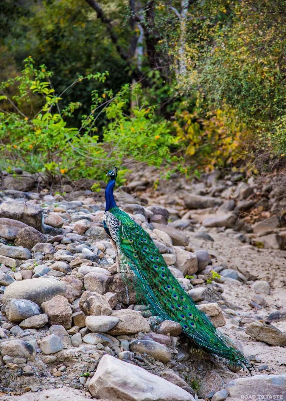 Photo of Planning a Trip to Jim Corbett? This Extensive Guide Is the Only Thing You'll Need! by Road to Taste