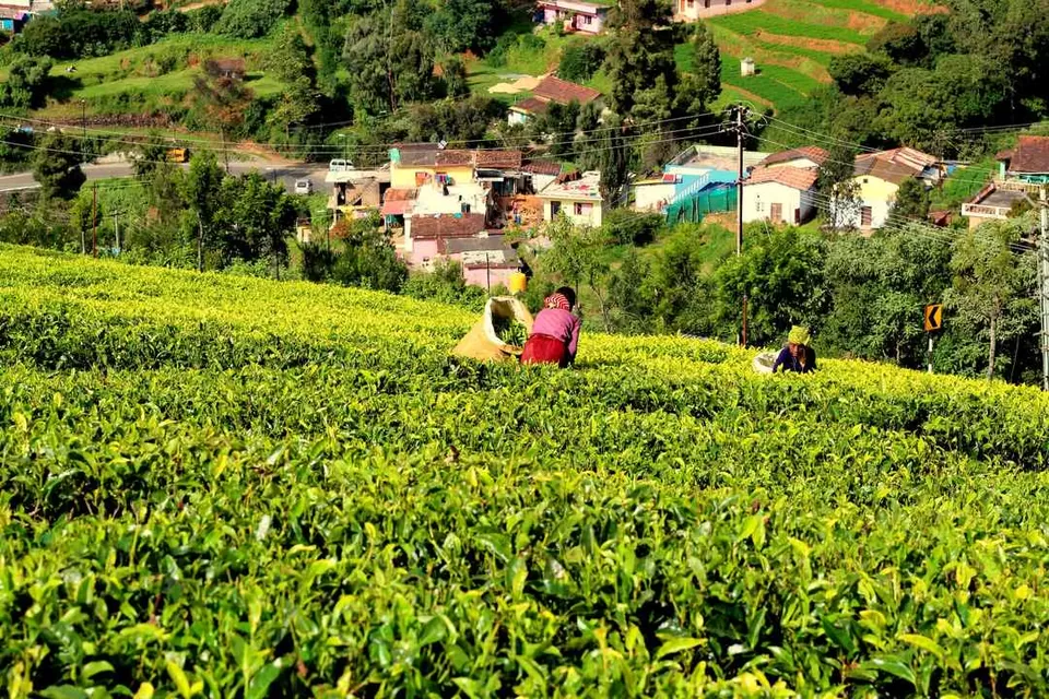 Photo of Planning a Trip to Ooty? This Comprehensive Guide Is the Only Thing You Need by Sahib Singh Sadana