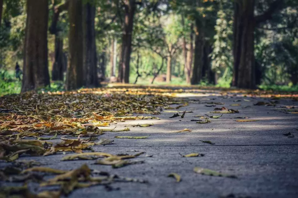 Photo of Planning a Trip to Ooty? This Comprehensive Guide Is the Only Thing You Need by Sahib Singh Sadana