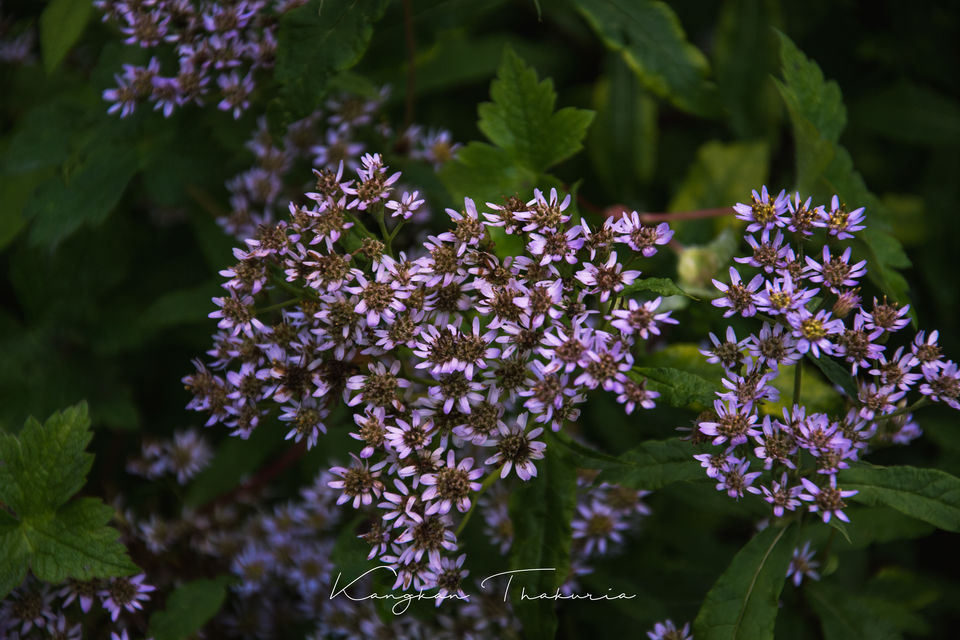 Photo of Valley of flowers National park, Ghangaria, Uttarakhand, India by Kangkan Thakuria