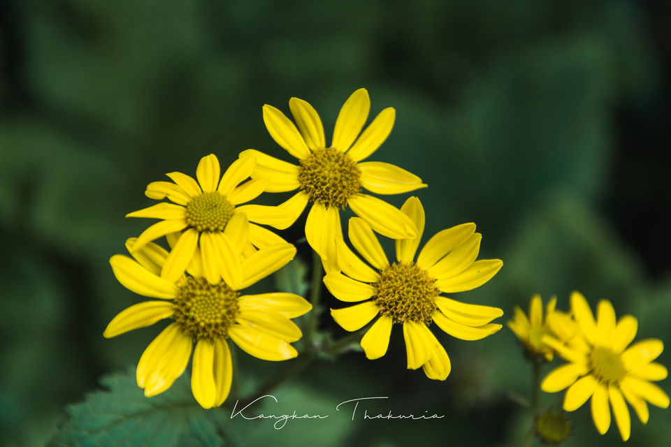 Photo of Valley of flowers National park, Ghangaria, Uttarakhand, India by Kangkan Thakuria