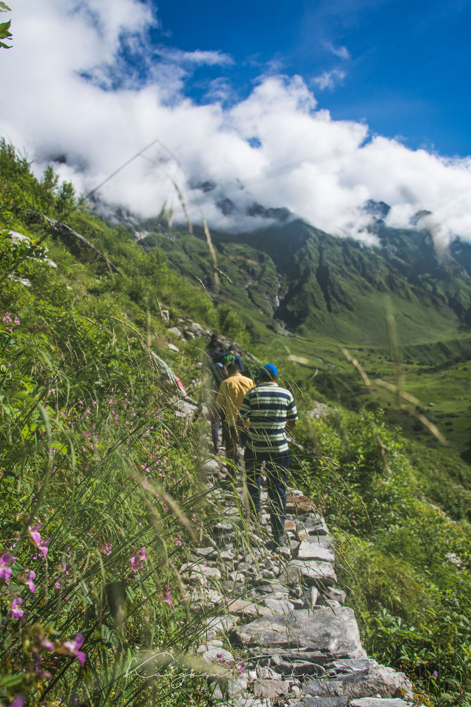 Photo of Valley of flowers National park, Ghangaria, Uttarakhand, India by Kangkan Thakuria