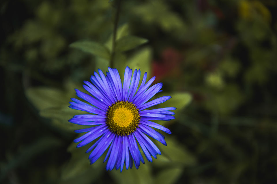 Photo of Trek to the Valley of Flowers and Hemkund Sahib by Kangkan Thakuria