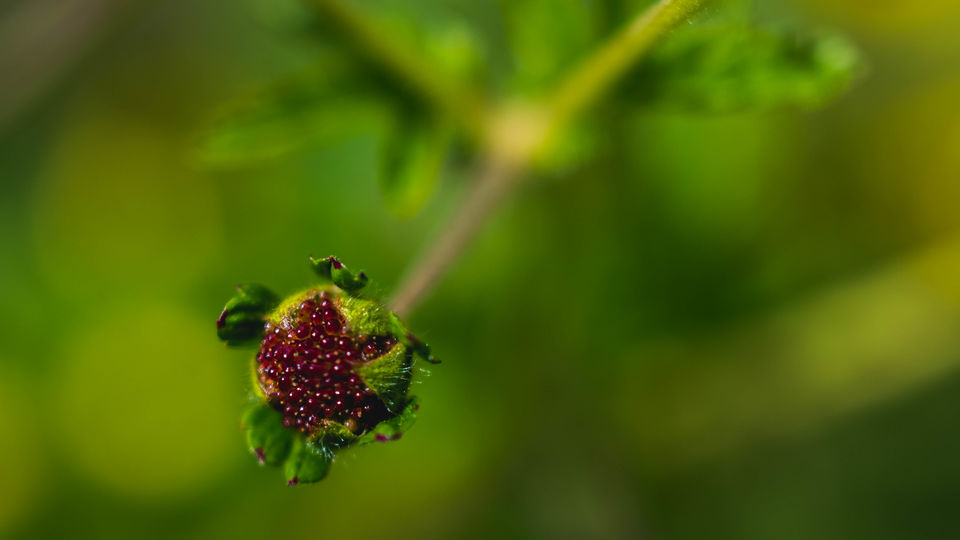 Photo of Trek to the Valley of Flowers and Hemkund Sahib by Kangkan Thakuria