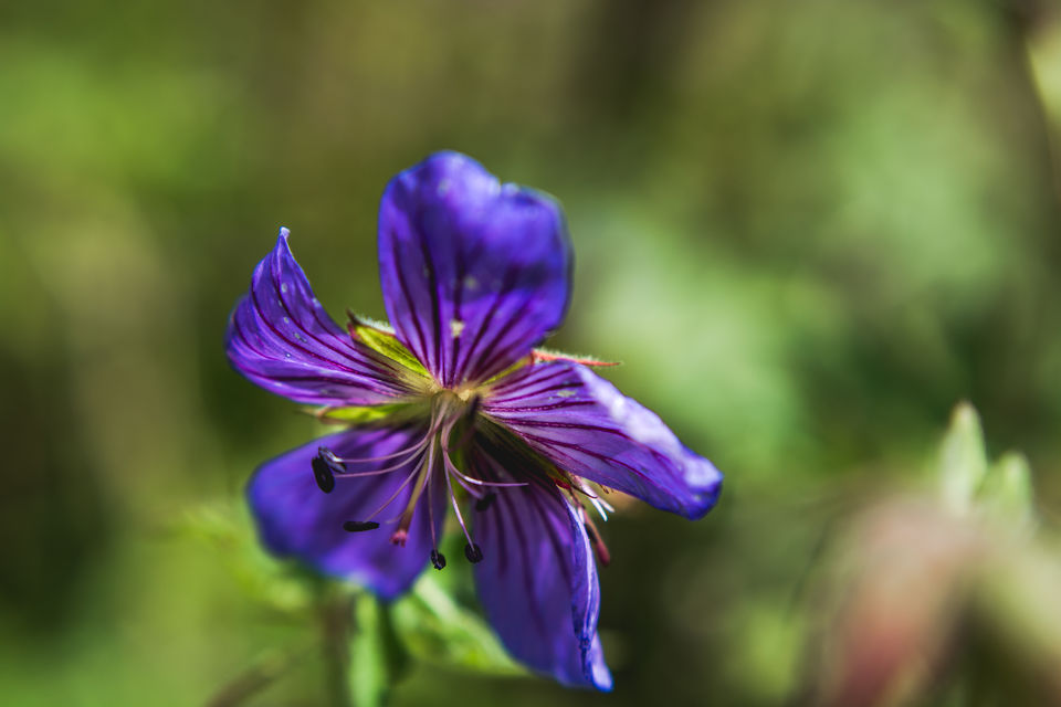 Photo of Trek to the Valley of Flowers and Hemkund Sahib by Kangkan Thakuria