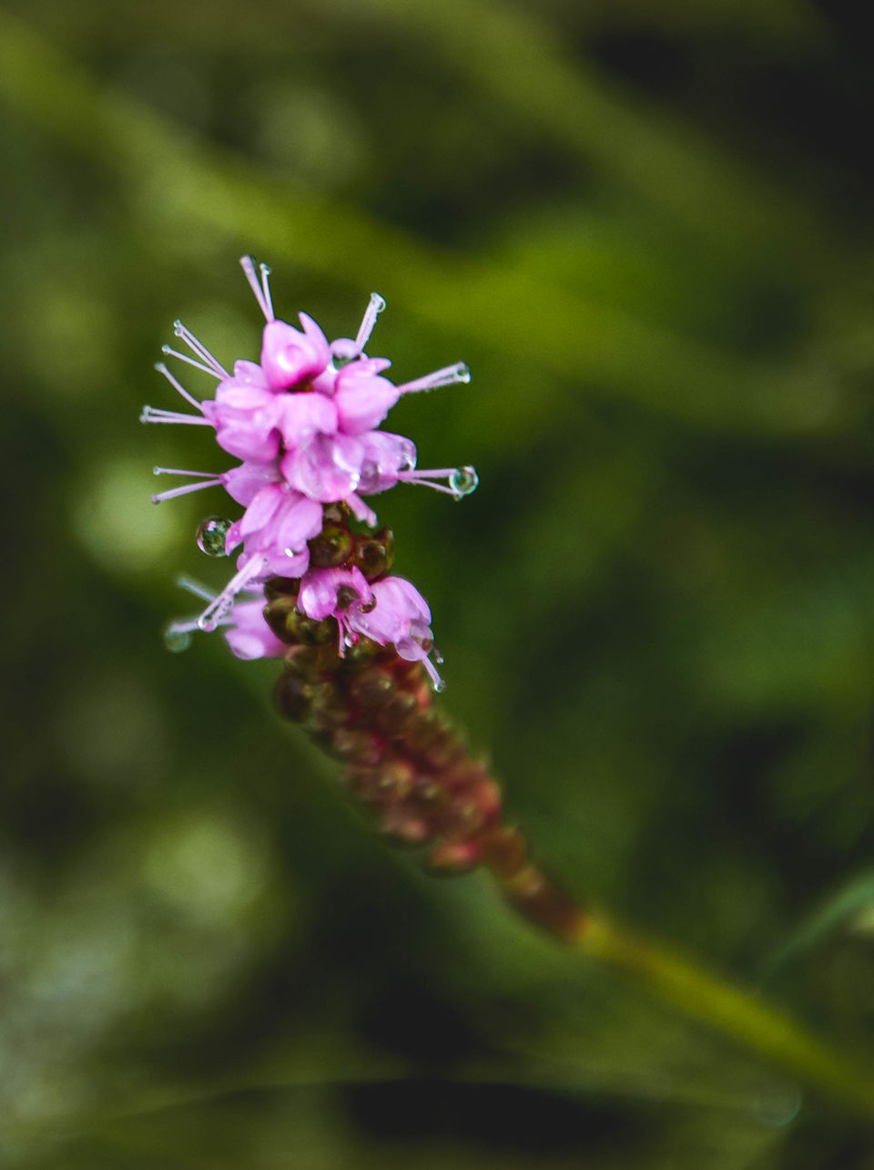Photo of Trek to the Valley of Flowers and Hemkund Sahib by Kangkan Thakuria