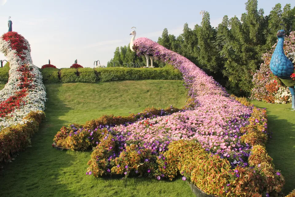 Photo of Dubai Miracle Garden, Al Barsha South 3, Barsha,Dubailand Area - Dubai - United Arab Emirates by Melanie