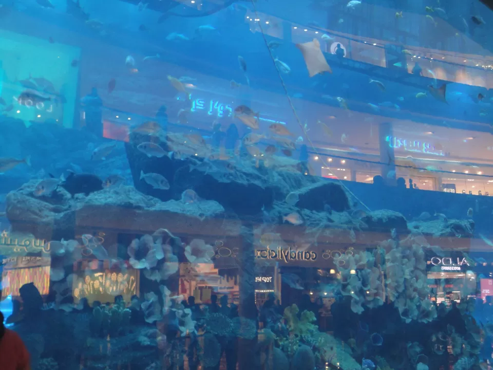 Photo of Dubai Aquarium & Underwater Zoo, Ground & Level 2, The Dubai Mall - Dubai - United Arab Emirates by Melanie