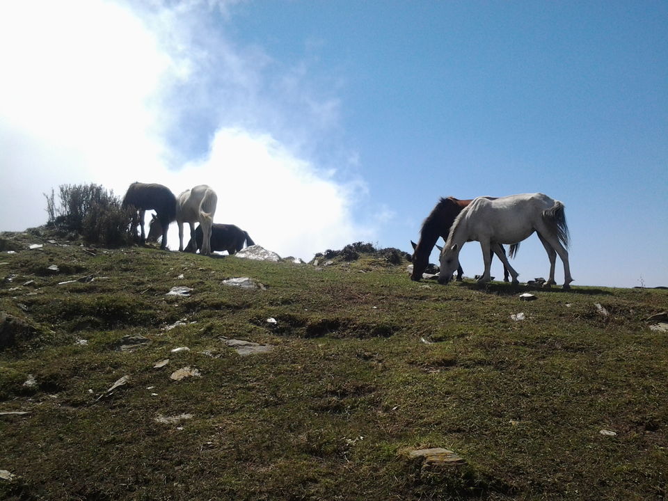 Photo of On my bike to 'Aadi Himani chamunda peak' (Palampur- himachal pradesh) 12/16 by Sohail Kaushal