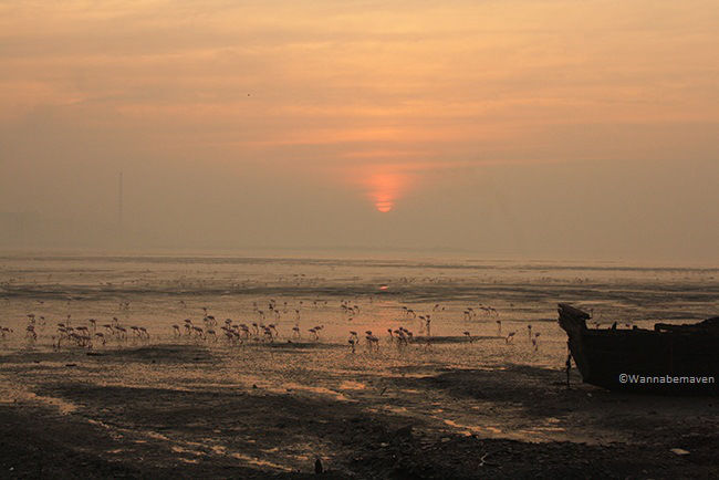 Photo of Sewri Flamingo Point, Sewri, Mumbai, Maharashtra, India by Edwina D'souza