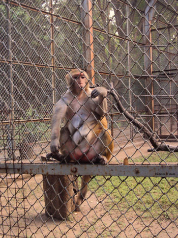 Photo of Byculla Zoo, Doctor Baba Saheb Ambedkar Road, Byculla, Mumbai, Maharashtra, India by Edwina D'souza